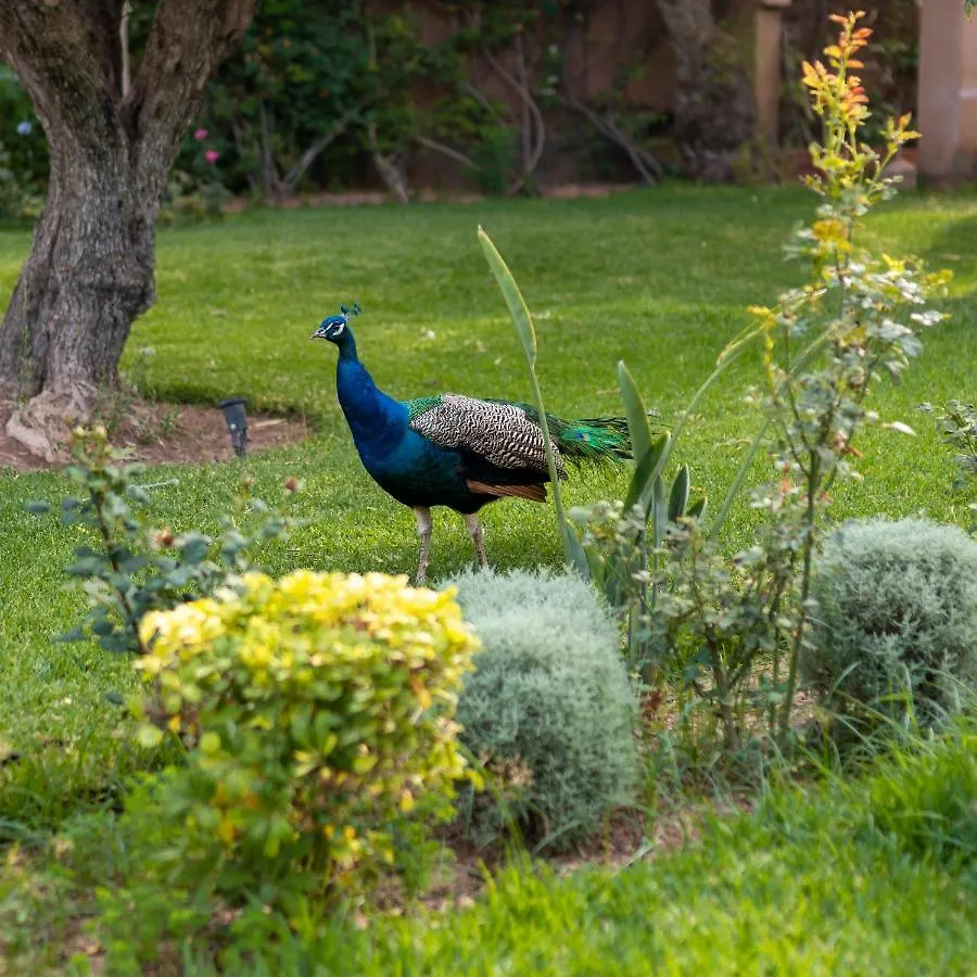 Вилла Domaine Alma Marrakech Марракеш